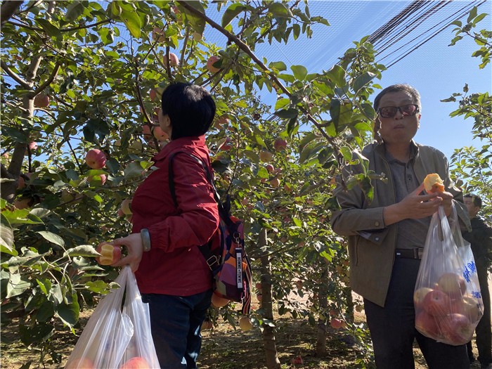 [雁棲湖環(huán)湖騎行]+蘋果采摘一日主題活動
